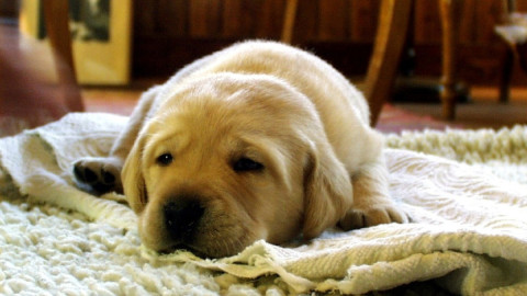 Собака на подстилке