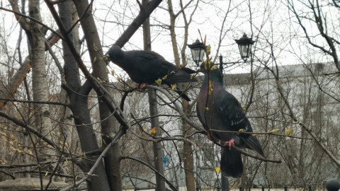 птица викторина мурманск заповедник