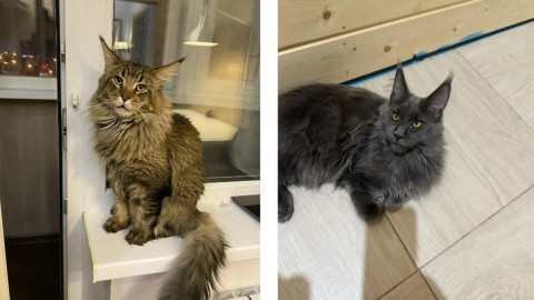 два больших породистых кота