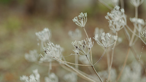 иней на сухой траве