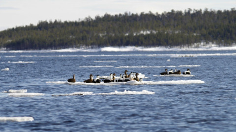 Птицы вернулись раньше обычного