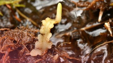 печёночник аневра