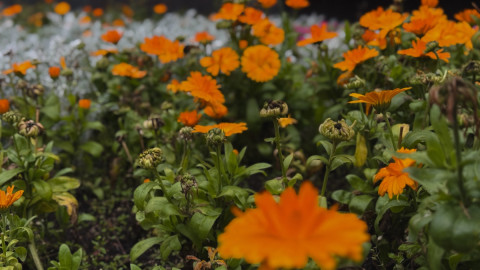 оранжевые цветы на клумбе