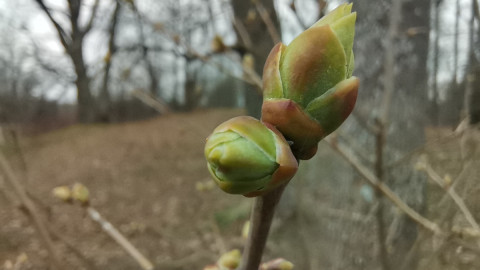 Почка на дереве