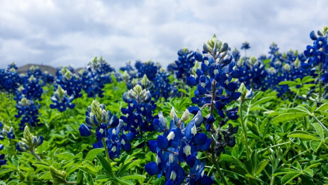 Цветы в саду