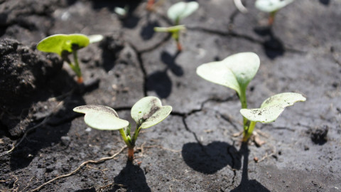 Саженцы в грунте