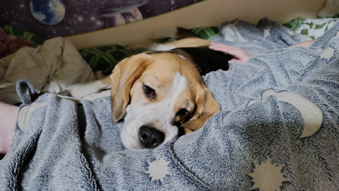 Бигль лежит