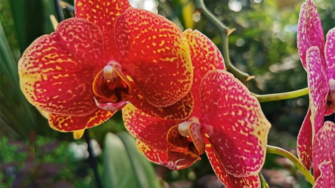 цветок орхидеи