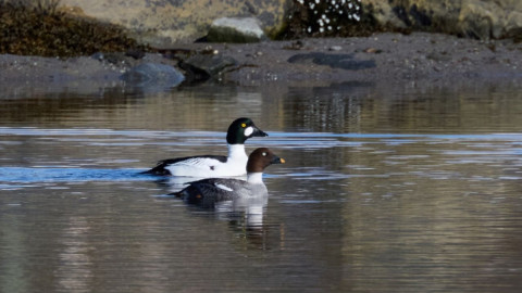 Птицы займутся поиском жилища