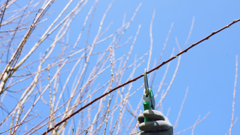 Обрезка веток