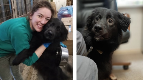 черный маленький пес