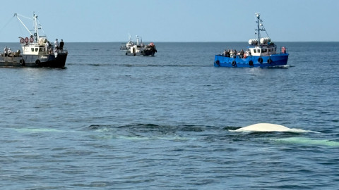 Мурманск туристы политика