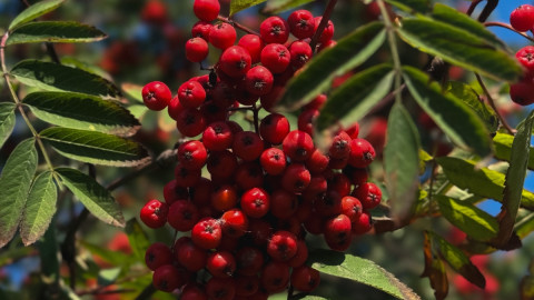 рябина мурманск наука деревья