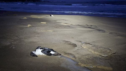 арктика норвегия природа птицы