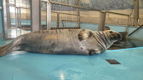 мурманский океанариум линька тюленей