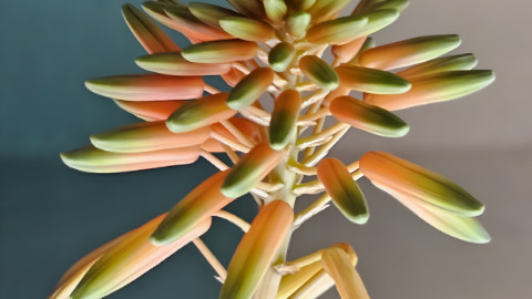 в школе пенгского округа цветет алоэ