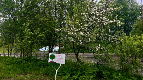 Деревья на газоне