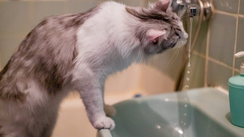 Кошка у водопроводного крана