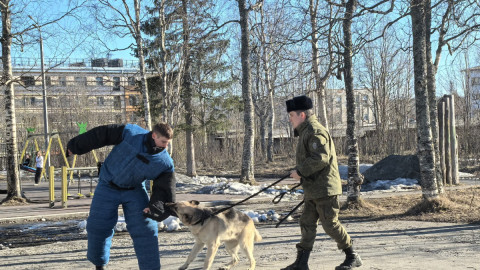 выступление кинологов