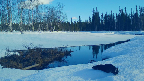 мурманск заповедник лапландский природа