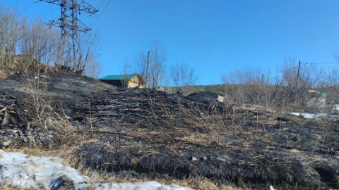 сухая трава весной