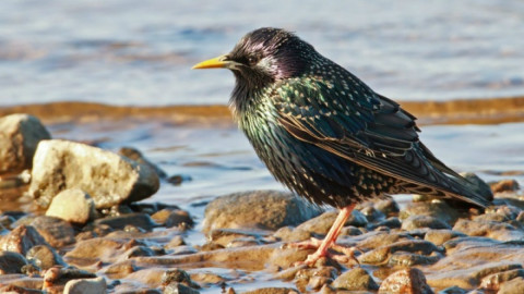 Мурманск Кандалакша птицы заповедник