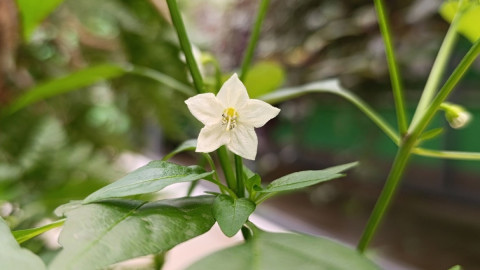 белый цветок стручкового перца