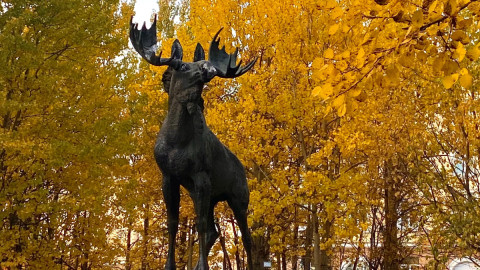 мурманск охота природа животные