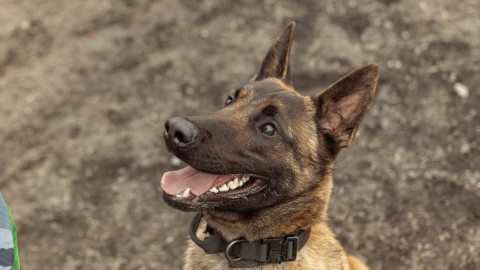 Пес смотрит в сторону