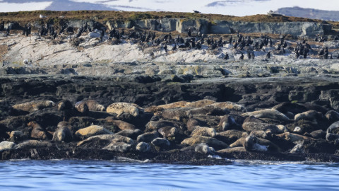 Чайко снимает тюленей в линьке
