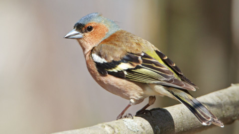 Зяблики вернулись с зимовки в Кандалакшский заповедник