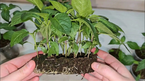 Рассада перцев