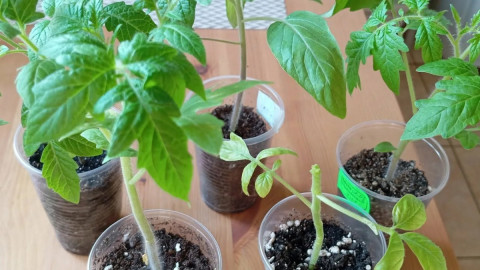 Рассада томатов