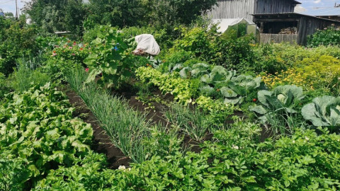 Огород в деревне