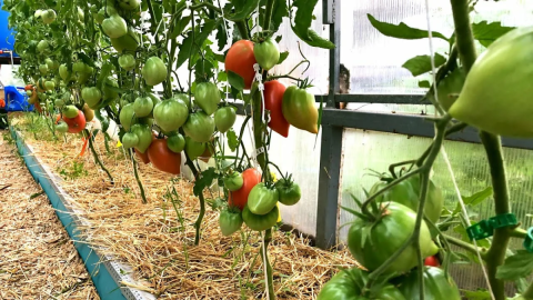 Томаты в теплице