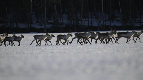 олени в лпландском заповеднике