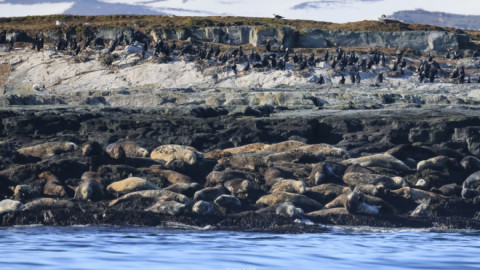 мурманск тюлень заполярье