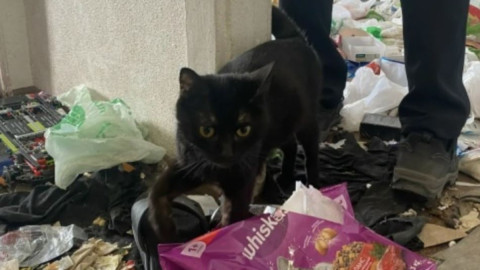 мурманск кола кошки