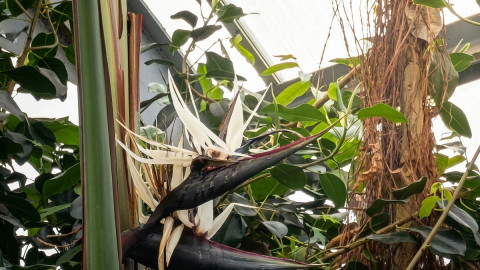 цветок оранжерея