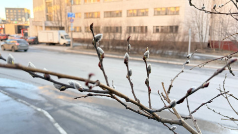 Верба распускается в Мурманске