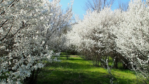 Цветущий сад