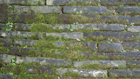 Мох между кирпичами