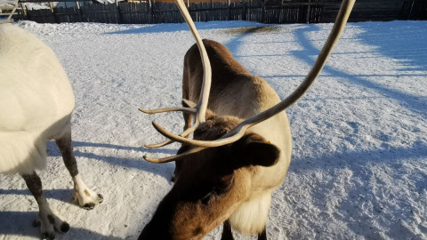 мурманск олень браконьер охота
