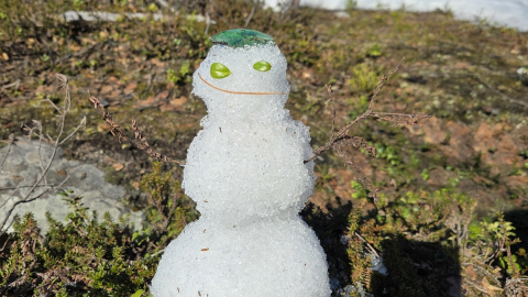 Снеговик с ростками