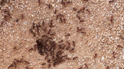 Муравьи на земле