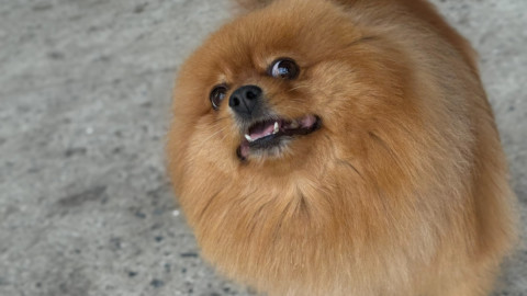 мурманск собака хаски