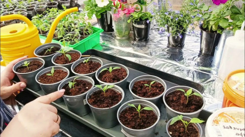 Рассада в горшочках