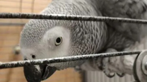 попугай смотрит из клетки