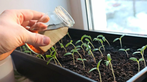 Рассада томатов