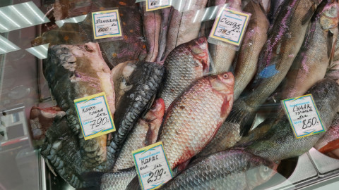 мурманск треска норвегия природа